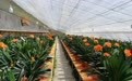 公主岭市：君子兰春节绽放“富贵花”