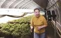 蛟河大力发展刺嫩芽等特色种植