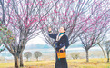 南城县：红梅朵朵开 游人踏香来（图）