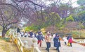 江西：梅花绽放引客来（图）