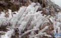 上犹：冰雪雾凇 惊艳初春（图）