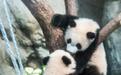 “港产”大熊猫龙凤胎宝宝亮相
