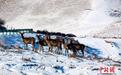 甘肃天祝马牙雪山下马鹿狍鹿成群“出游”