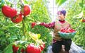 敦煌西红柿抢“鲜”上市