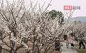 东湖马鞍山森林公园梅花盛放喜迎新春