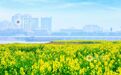 江西南昌：油菜花开春意浓