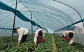 安徽黟县：草莓园里春意浓