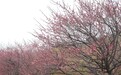 江西庐山市：梅香四溢 梅花迎来最佳观赏期