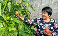 肃州：蔬菜绿富美　乡村振兴加速度