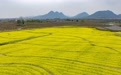新余：油菜花开春意浓（图）