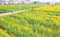 广昌县：油菜花开春意浓（图）