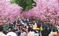 赏樱正当时 南昌凤凰沟第十八届南昌樱花节3月1日开启