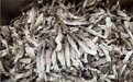 四川鸿博汇生物科技有限公司——你身边的鹿茸菌种植大师