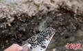 甘肃南佐遗址新发现：5000年前黄土高原适合种水稻