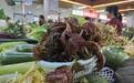 江西小炒一波好食材抢鲜上市 香椿每公斤售价达300元