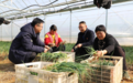 郏县：监督护春耕 不误农时不负春