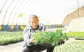 大棚育苗“智”感十足　肃州戈壁农业上分