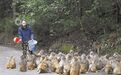 猕猴乐园 生态官山（图）