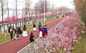 南昌：樱花盛开醉游人（图）