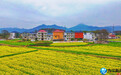 湖口县：油菜花开春意浓（图）
