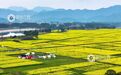 吉安：油菜花海醉游人（图）