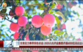 甘肃发力寒旱特色农业　今年全产业链产值要超6000亿