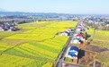 洞庭潮涌丰收曲岳阳答卷写华章 ——2024年岳阳市农业农村现代化发展纪实