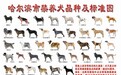 合法养犬知多少 冰城公安为您解答