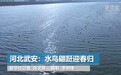 春天里的中国丨河北武安：水鸟翩跹迎春归