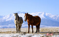 瑞雪落山丹马场　骏马踏春图自成
