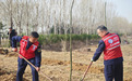 春回大地万物苏，植树添绿正当时—— 河北高速公路集团有限公司邢汾分公司东马庄收费站开展植树活动