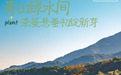 春分至采春茶 北纬30°的千年茶韵在指尖苏醒