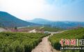 春风十里茶飘香 南京牛首山“仙阙茶”全面开采