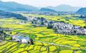 宜春：油菜花开春意浓（图）