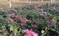 鹤壁市淇滨区：第十一届樱花季 精心“梳妆”待客来