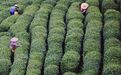 预计500吨！杭州“金名片”有最新消息