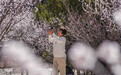 河北遵化：山桃花开游客来
