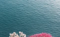 处处惊艳！快来打卡浙江的“花花世界”