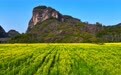 龙虎山千亩油菜花海盛开 游客纷至沓来