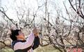 河北枣强：千亩杏花绽放 吸引游客赏花踏春
