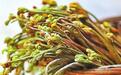 杜甫减肥秘籍曝光　寓居甘肃吃野菜满福得很