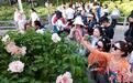 河南洛阳牡丹绽放引客来