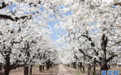 河南内黄：春和景明梨花绽放