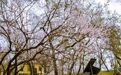 清明小长假哈尔滨文旅市场活力绽放多元体验引爆“春日经济”