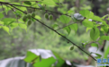 江西大余：驿道寻春 遇见“梅”好