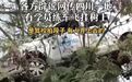 【#各方辟谣网传四川一学员练车挂树上##四川一地学员练车挂树上是拍段