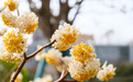 高新结香花开幽香来