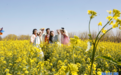 河南封丘：油菜花开引来10万游客