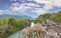 曹政伟：满身泡桐花