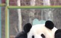 在哈尔滨，与珍稀生灵相遇
